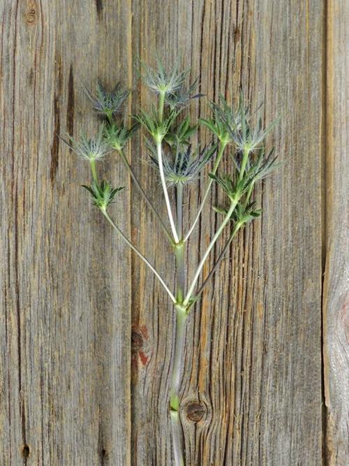 BLUE BELL  BLUE ERYNGIUM